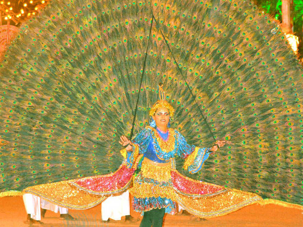 peacock dance